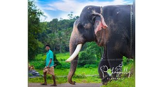 Kerala Popular Elephant Nature Walk (2020) | Puthuppally Kesavan | പുതുപ്പള്ളി കേശവന്റെ വഴിയടി