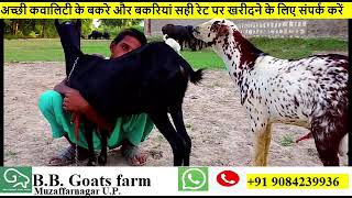 बकरी की अच्छी नस्ल कैसे तैयार करें  || Best Breeding Goats || Goat Mating  || Best Breed Goats Farm