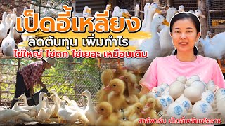 เป็ดอี้เหลียง ใช้อาหารลดต้นทุน แต่ยังไข่ใหญ่ ไข่ดก ไข่เยอะเหมือนเดิม | สาลีฟาร์ม เป็ดอี้เหลียงโคราช