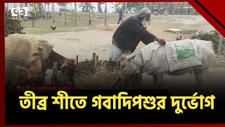 টানা শৈত্যপ্রবাহ মানুষের সাথে কষ্টে আছে গবাদিপশু | Winter | Ekattor TV