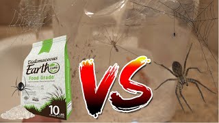 Diatomaceous Earth VS Spider | Is Diatomaceous Earth Effective In Eliminating Spiders?