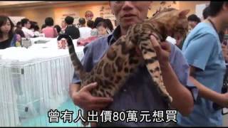 2011台北國際貓展.mp4