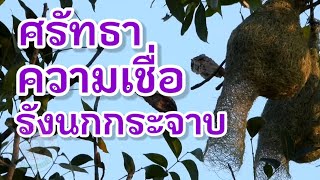 🚨ศรัทธา ความเชื่อ รังนกกระจาบ 🐦 #ธรรมชาติ #ความสวยความงาม Faith, belief, sparrow's nest.