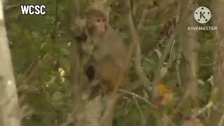 Escaped lab monkeys spotted in South Carolina woodland