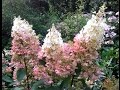 Hydrangea paniculata 'Pinky  Winky'