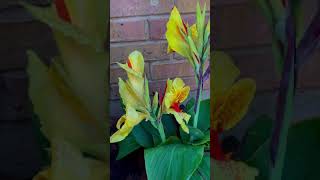 Amazing Cleopatra Canna lily #cleopatracanna #myfirstbloomcleopatra #