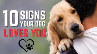 10 Signs Your Dog Loves You ❤️ | All The Heartwarming Ways Your Dog Shows Affection | Pet Insider