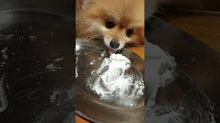 鮮奶油的魅力，博美都無法擋，Whipping cream and dog. #博美犬#whippedcream #dog #cutedog