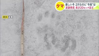 【ヒグマ】えっ冬眠しないの？厳しい冬も活動するクマか 2月の林道で長さ20センチほどの“足跡”発見―実は雪深い山林に出没するケースも…例年3月に数十件の目撃情報 北海道泊村