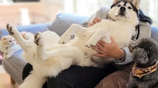 自分の体が大きいことに全く気づいてない甘えるハスキー犬と子猫