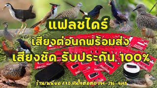 แฟลชไดร์เสียงต่อนกกวัก นกอีลุ้ม นกคุ้ม และนกทุกชนิด เสียงชัดต่อเนื่อง 6ชั่วโมง ของแท้ โทร 0842864649