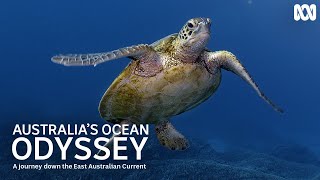 What Is The East Australian Current? | Australia's Ocean Odyssey