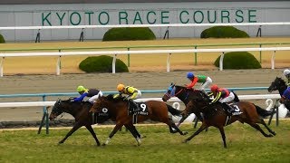 現地映像、ユーキャンスマイル（武豊）がつばき賞勝利。京都競馬場