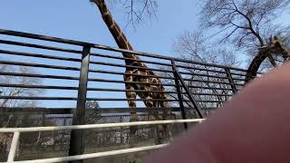 20220325_宇都宮動物園のキリンにエサやり