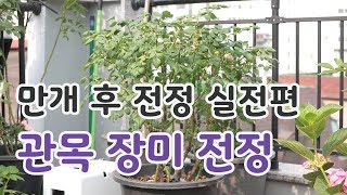 [치치의가드닝클래스] 장미 만개 후 전정 실전편_How to prune after spring rose blossom.