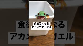 食後は眠たくなるよね🥱#アカメアマガエル #shorts