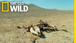 Survival Experts | Wild 24