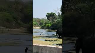 Just Miss !! Wild Elephant attack in pollachi #pollachi #shortsvideo #wildlife