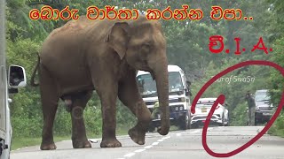 චී... අයි.ඒ. - බොරු වාර්තා කරන්න එපා.