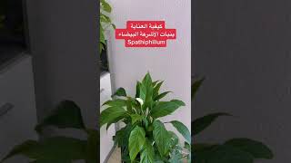 العناية بنبات #الشراع #Spathiphyllum