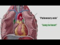 pulmonary veins location u0026 function human anatomy  kenhub