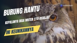 7 Keunikan Burung Hantu yang Menakjubkan