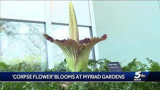 Corpse flower blooms at OKC's Myriad Gardens