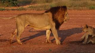 Lion dad gets irritated with playful cubs