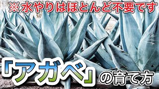 【ほとんど水やり不要】アガベの特徴や育て方  #観葉植物  #インテリア #アガベ #多肉植物