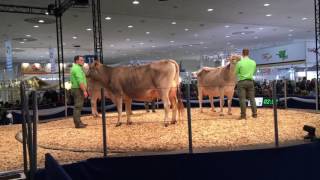 Xsires Crossbreeding | Eurotier 2016 | GS HUXOY