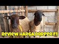 Review Harga Domba Dorper dan Texel di Kandang Kurawa Farm kediri