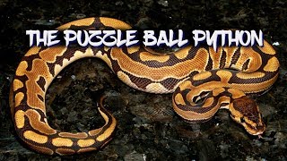 The Puzzle ball python morph.