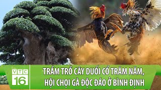 Trầm trồ cây duối cổ trăm năm, hội chọi gà độc đáo ở Bình Định