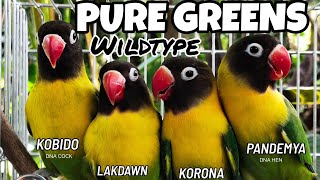 QUARANTINE BABIES | Pure Green Personata Wildtype