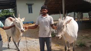 Glorious Hallikar cow Pair of Mr. Appu Reddy in Gunjur, Varthur Hobli, Bengaluru