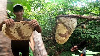 មកយកឃ្មុំចង្អេរនៅចម្ការ/Amazing honey hunter #honey