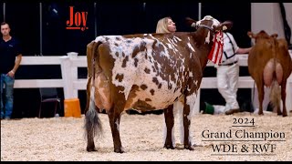 Joy - Ayrshire breed's newest EX-97 cow!