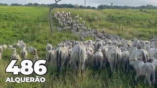 A FAZENDA MAIS BARATA DO MARANHÃO NA CULTURA DU BABAÇU ONDE CHOVE 1.700 MM/ANO PRA RÍBA - R$ 35 MI