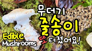 130.무더기 줄송이 왕대박 사건, 시간이 모자라 다 못캤어요! 캐나다 밴쿠버 자연 송이 로또 당첨, 아는 사람은 다 아는 버섯에 대한 더 많은 이야기