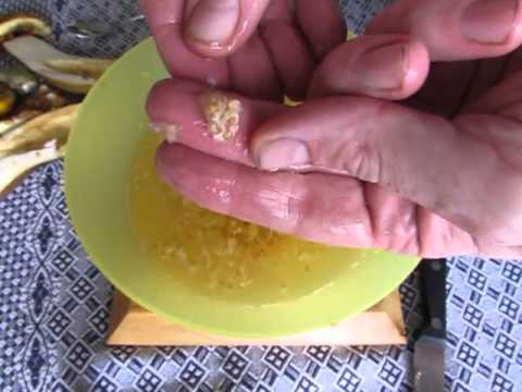 How to save eggplant seeds... The BnBob way... How to save eggplant seeds... The BnBob way...