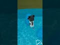 BERUANG PETUALANG BERTUALANG LAGI BRO #shorts #shortsfeed #gaming #viral #superbearadventure #short