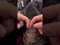 【猫動画】お風呂上がりのマダムな子猫が可愛すぎるwww shorts