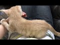 お腹の上で戯れる子猫　　kitten playing on the belly