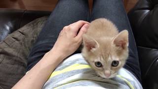 お腹の上で戯れる子猫　　Kitten playing on the belly