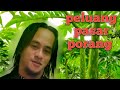 PELUANG DI PORANG DAN PROSPEK KEDEPANYA