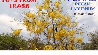 Tree Tale | Indian Laburnum - Amaltas | Hindi