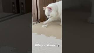 【ラグドール　子猫】洗濯バサミにハマってるこねこがこちら#shorts