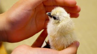 烏骨鶏(ウコッケイ)の雛(ヒヨコ)が孵化したよ！！ Silkie chicks hatched from eggs