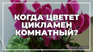 Когда цветет цикламен комнатный? | toNature.Info