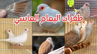 لو عايز تكسب من اليمام الماسي ربي الطفرات دي